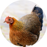 Farm Supplies