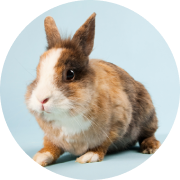 Small Animal