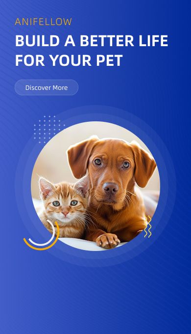 ABOUT  ANIFELLOW