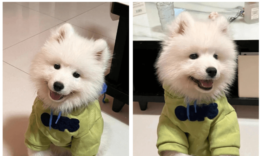 Proper Methods and Key Considerations for Daily Pet Care